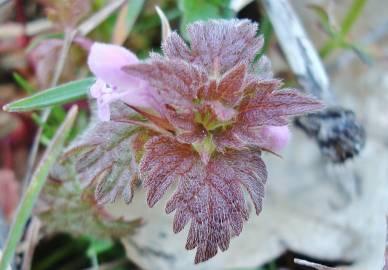 Fotografia da espécie Lamium hybridum subesp. hybridum