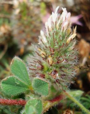 Fotografia 1 da espécie Trifolium sylvaticum no Jardim Botânico UTAD