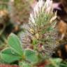 Fotografia 1 da espécie Trifolium sylvaticum do Jardim Botânico UTAD