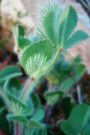 Fotografia da espécie Trifolium sylvaticum