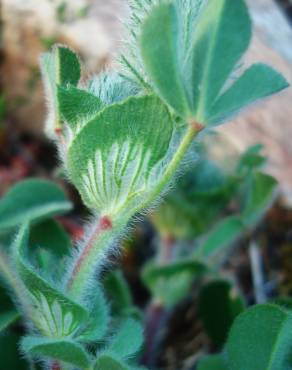 Fotografia 5 da espécie Trifolium sylvaticum no Jardim Botânico UTAD