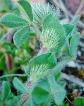 Fotografia 7 da espécie Trifolium sylvaticum no Jardim Botânico UTAD