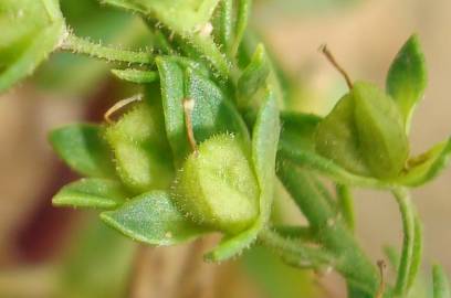 Fotografia da espécie Veronica anagallis-aquatica subesp. anagallis-aquatica