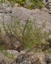 Fotografia da espécie Plantago sempervirens