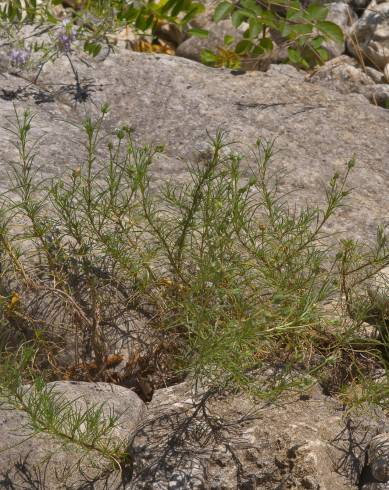 Fotografia de capa Plantago sempervirens - do Jardim Botânico