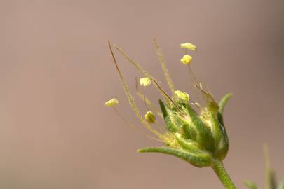 Fotografia da espécie Plantago sempervirens