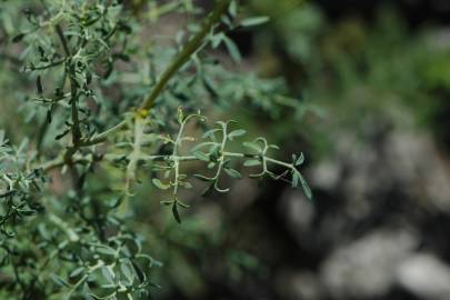 Fotografia da espécie Ruta angustifolia