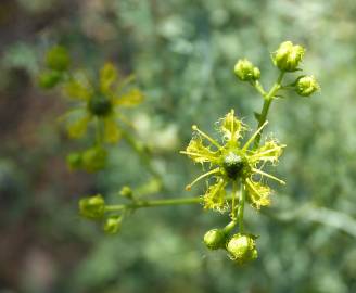 Fotografia da espécie Ruta angustifolia