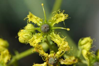 Fotografia da espécie Ruta angustifolia