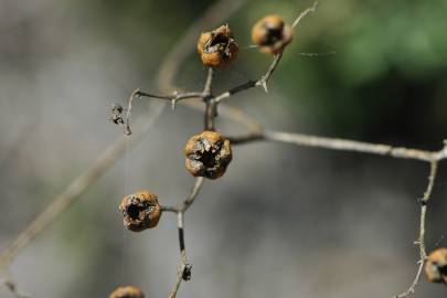 Fotografia da espécie Ruta angustifolia