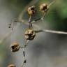 Fotografia 5 da espécie Ruta angustifolia do Jardim Botânico UTAD