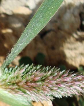Fotografia 2 da espécie Crypsis schoenoides no Jardim Botânico UTAD