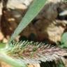 Fotografia 2 da espécie Crypsis schoenoides do Jardim Botânico UTAD