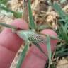 Fotografia 3 da espécie Crypsis schoenoides do Jardim Botânico UTAD
