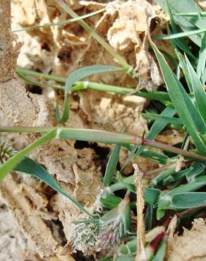 Fotografia 4 da espécie Crypsis schoenoides no Jardim Botânico UTAD