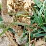 Fotografia 4 da espécie Crypsis schoenoides do Jardim Botânico UTAD