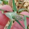 Fotografia 5 da espécie Crypsis schoenoides do Jardim Botânico UTAD