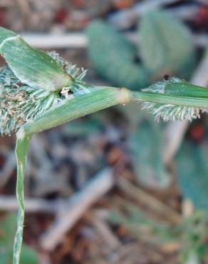 Fotografia 6 da espécie Crypsis schoenoides no Jardim Botânico UTAD
