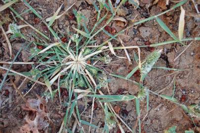 Fotografia da espécie Crypsis schoenoides