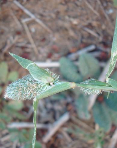 Fotografia de capa Crypsis schoenoides - do Jardim Botânico