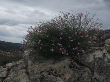 Fotografia da espécie Dianthus lusitanus