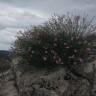 Fotografia 13 da espécie Dianthus lusitanus do Jardim Botânico UTAD