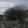 Fotografia 13 da espécie Dianthus lusitanus do Jardim Botânico UTAD