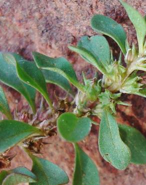 Fotografia 4 da espécie Lythrum portula no Jardim Botânico UTAD