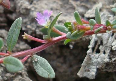 Fotografia da espécie Lythrum tribracteatum