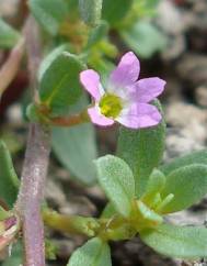 Lythrum tribracteatum