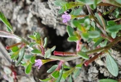 Fotografia da espécie Lythrum tribracteatum