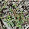 Fotografia 5 da espécie Lythrum tribracteatum do Jardim Botânico UTAD