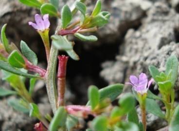 Fotografia da espécie Lythrum tribracteatum