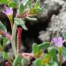 Fotografia 6 da espécie Lythrum tribracteatum do Jardim Botânico UTAD