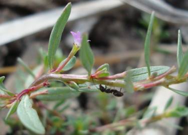 Fotografia da espécie Lythrum tribracteatum