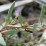 Fotografia 7 da espécie Lythrum tribracteatum do Jardim Botânico UTAD