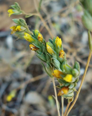 Fotografia de capa Odontitella virgata - do Jardim Botânico