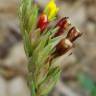 Fotografia 11 da espécie Odontitella virgata do Jardim Botânico UTAD