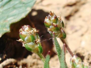 Fotografia da espécie Plantago loeflingii subesp. loeflingii