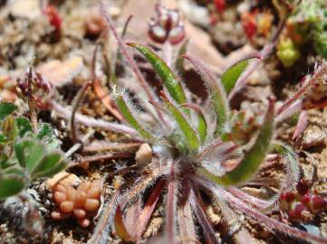 Fotografia da espécie Plantago loeflingii subesp. loeflingii