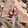 Fotografia 5 da espécie Plantago loeflingii subesp. loeflingii do Jardim Botânico UTAD