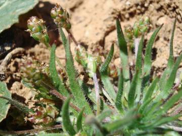 Fotografia da espécie Plantago loeflingii subesp. loeflingii