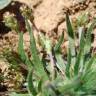 Fotografia 8 da espécie Plantago loeflingii subesp. loeflingii do Jardim Botânico UTAD