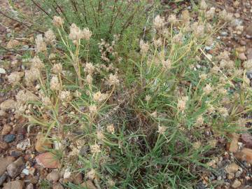 Fotografia da espécie Plantago sempervirens