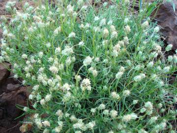 Fotografia da espécie Plantago sempervirens