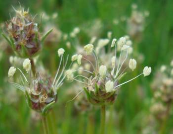 Fotografia da espécie Plantago sempervirens