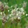 Fotografia 8 da espécie Plantago sempervirens do Jardim Botânico UTAD