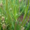 Fotografia 10 da espécie Plantago sempervirens do Jardim Botânico UTAD