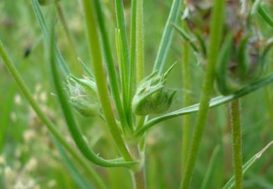 Fotografia da espécie Plantago sempervirens