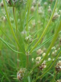 Fotografia da espécie Plantago sempervirens